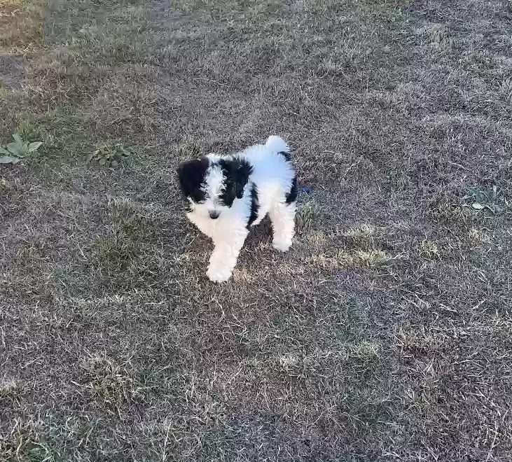 Lost dog in Lytle, TX, 78052