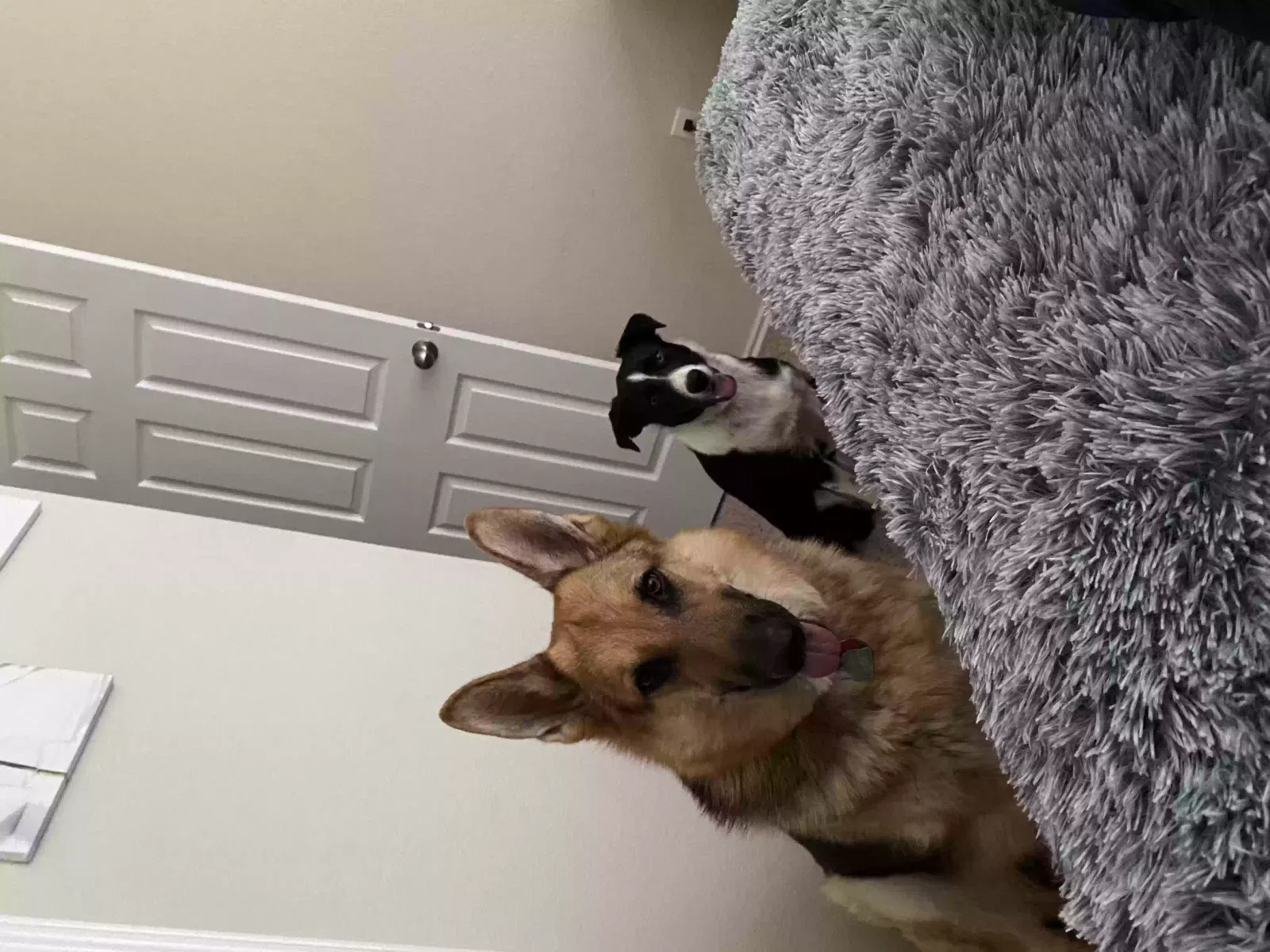 Lost dog in Killeen, TX, 76543