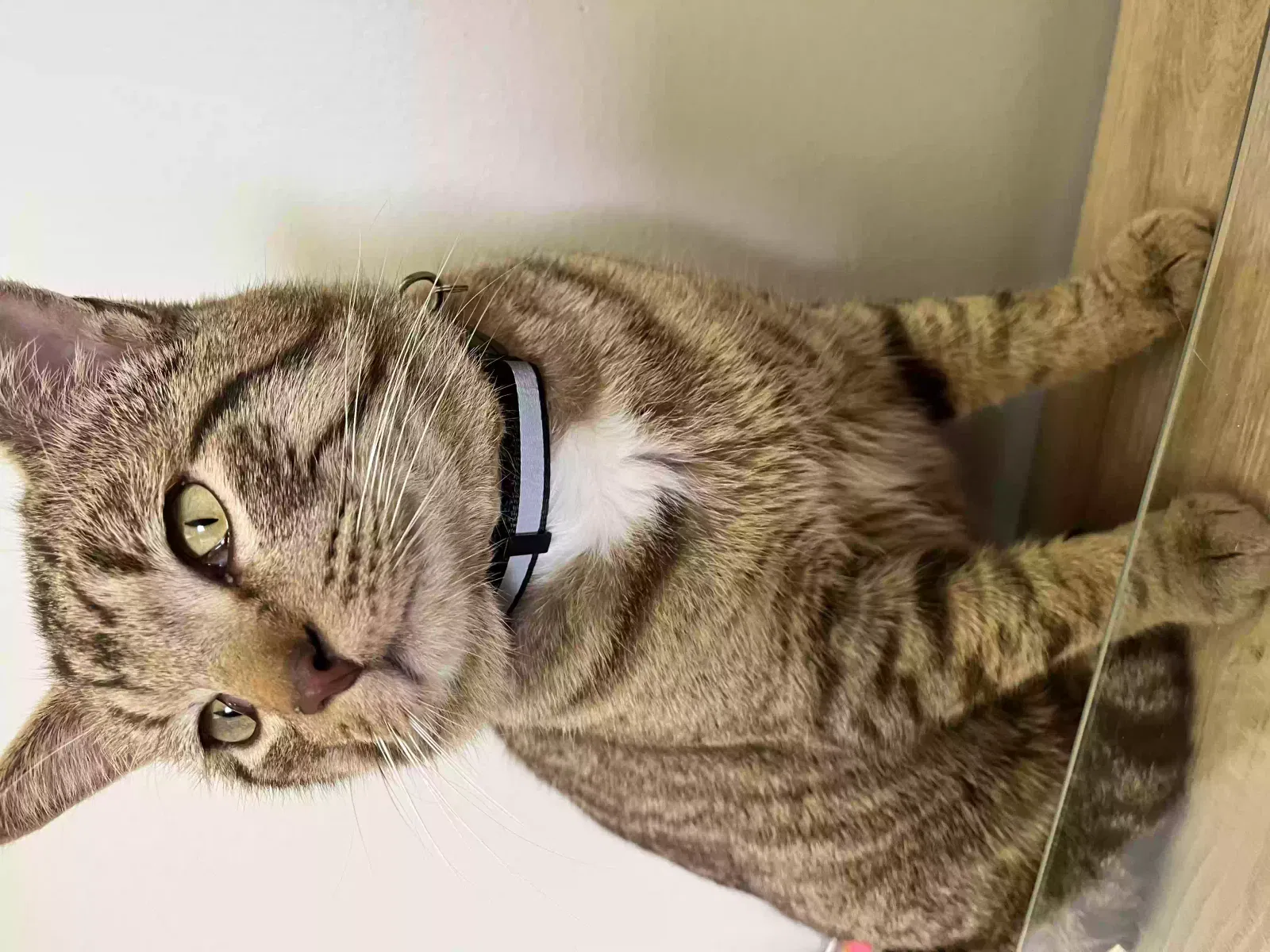 Lost cat in Kansas City, MO, 64118