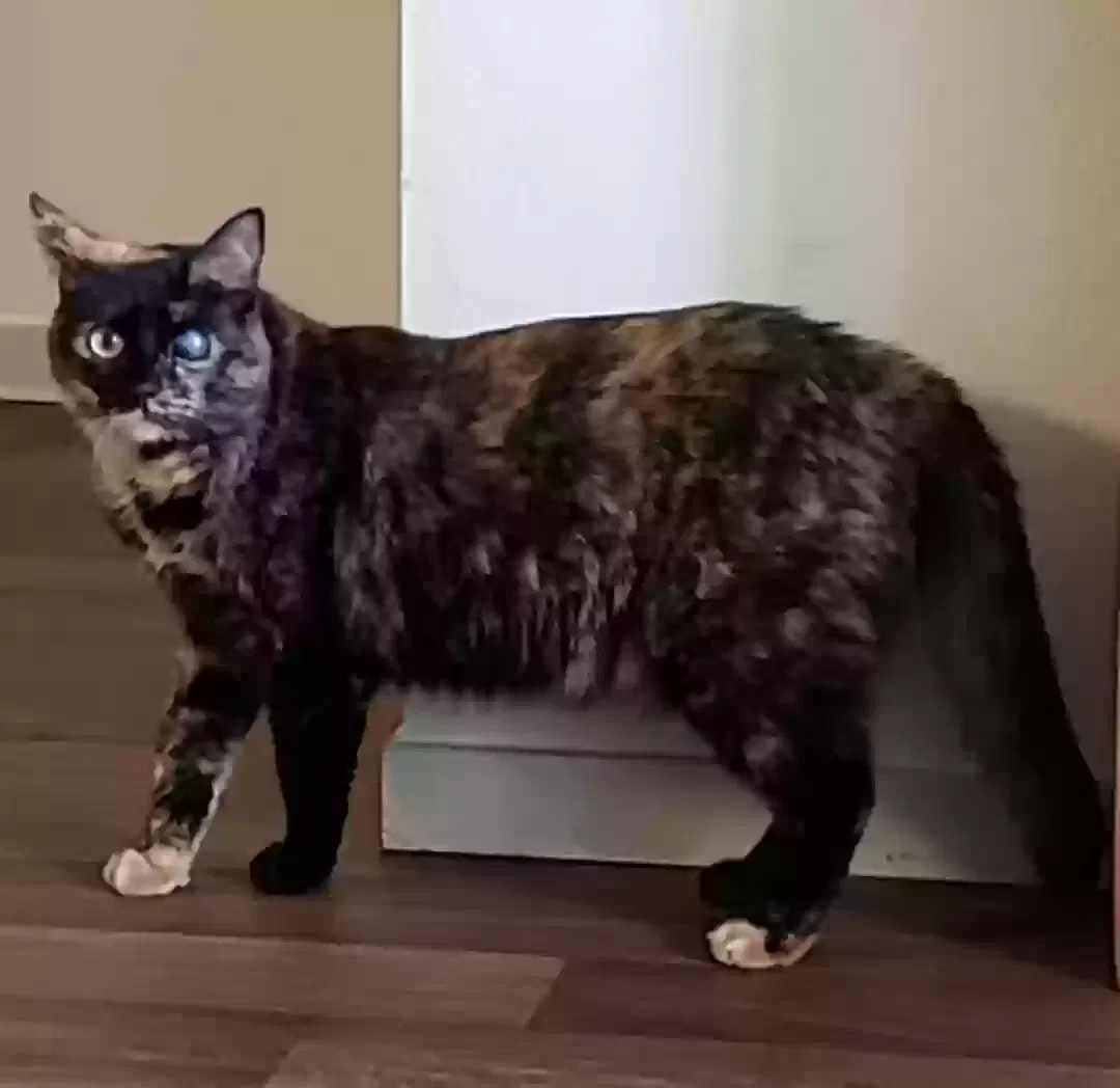 Lost cat in Sacramento, CA, 95829
