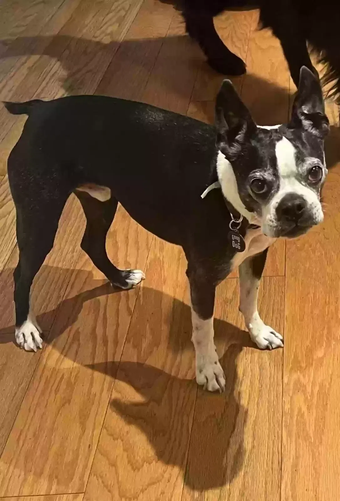 Lost dog in Greeley, CO, 80631