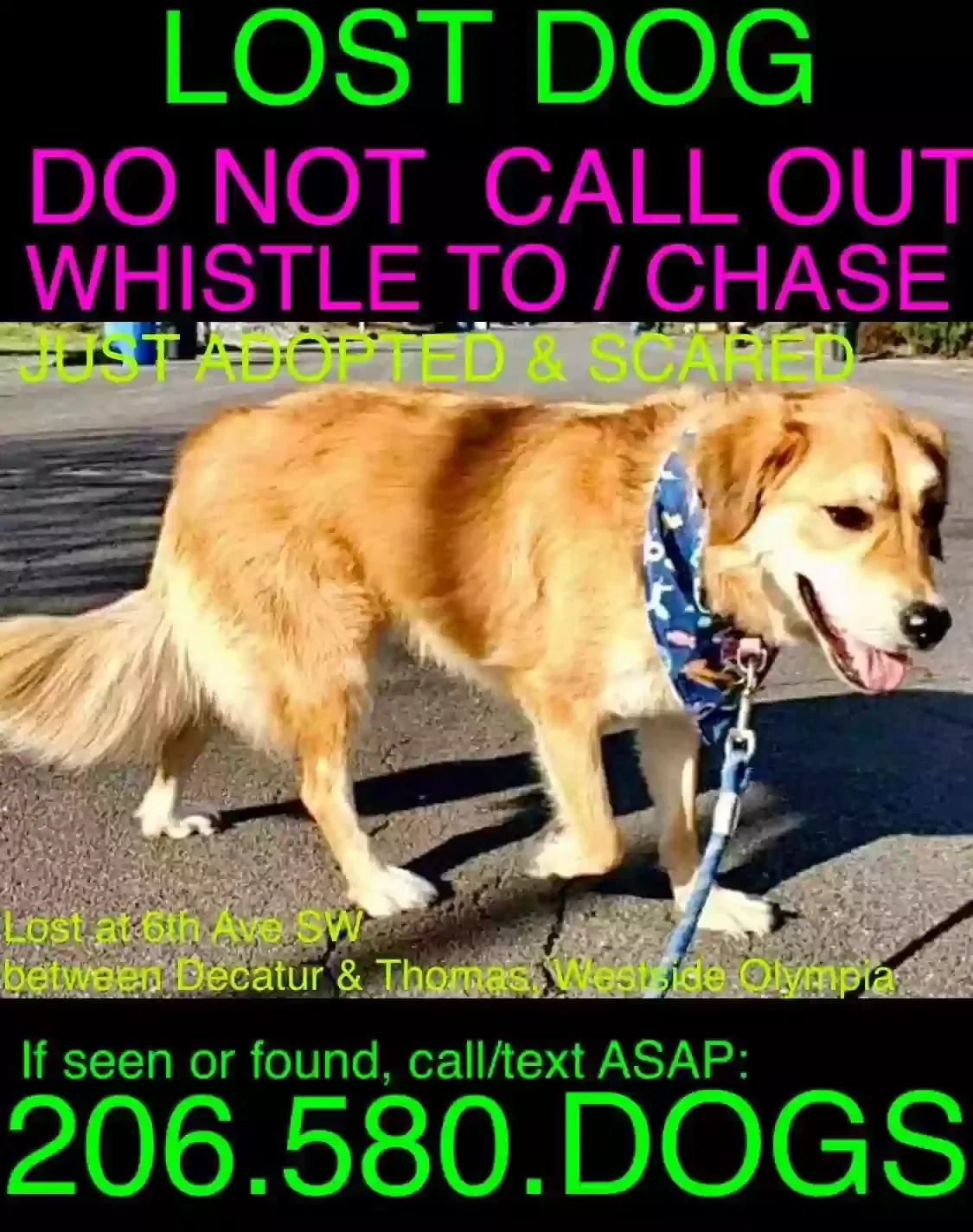 Lost dog in Olympia, WA, 98502