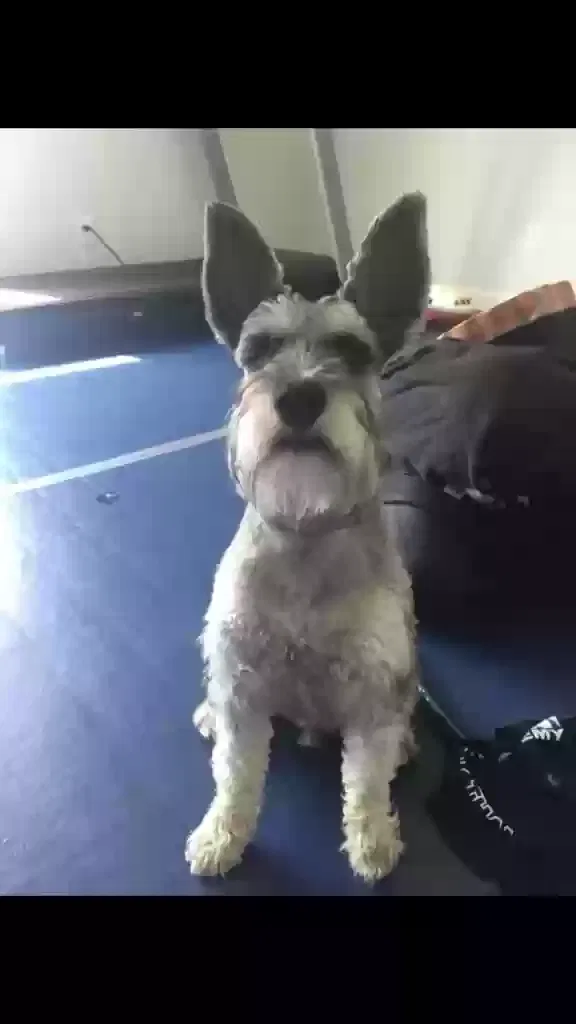 Lost dog in Houston, TX, 77025