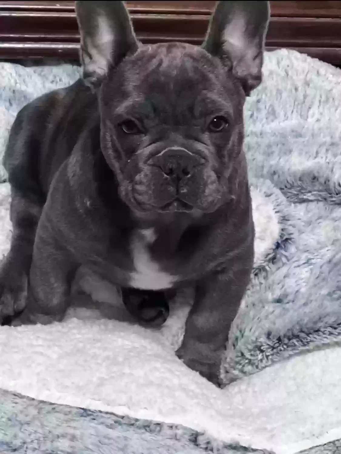 Lost dog in Bakersfield, CA, 93306