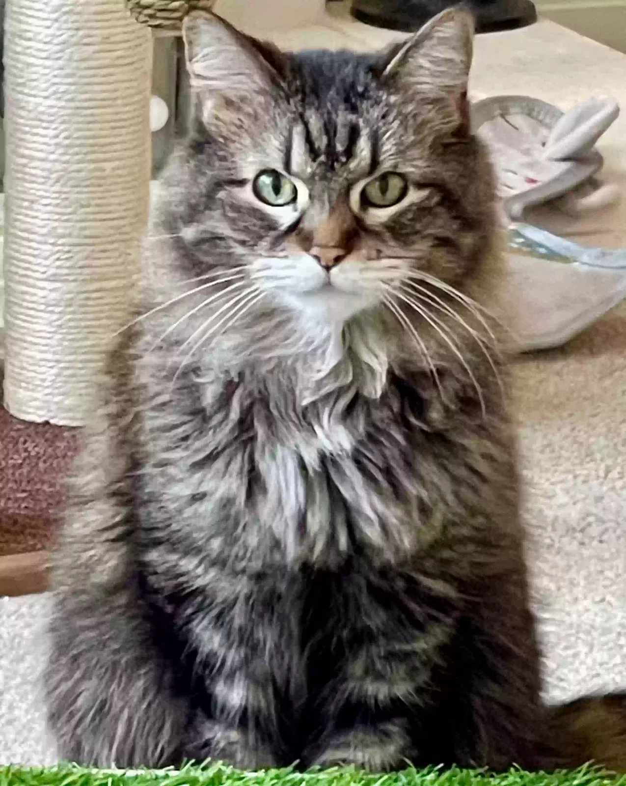 Lost cat in Austin, TX, 78732