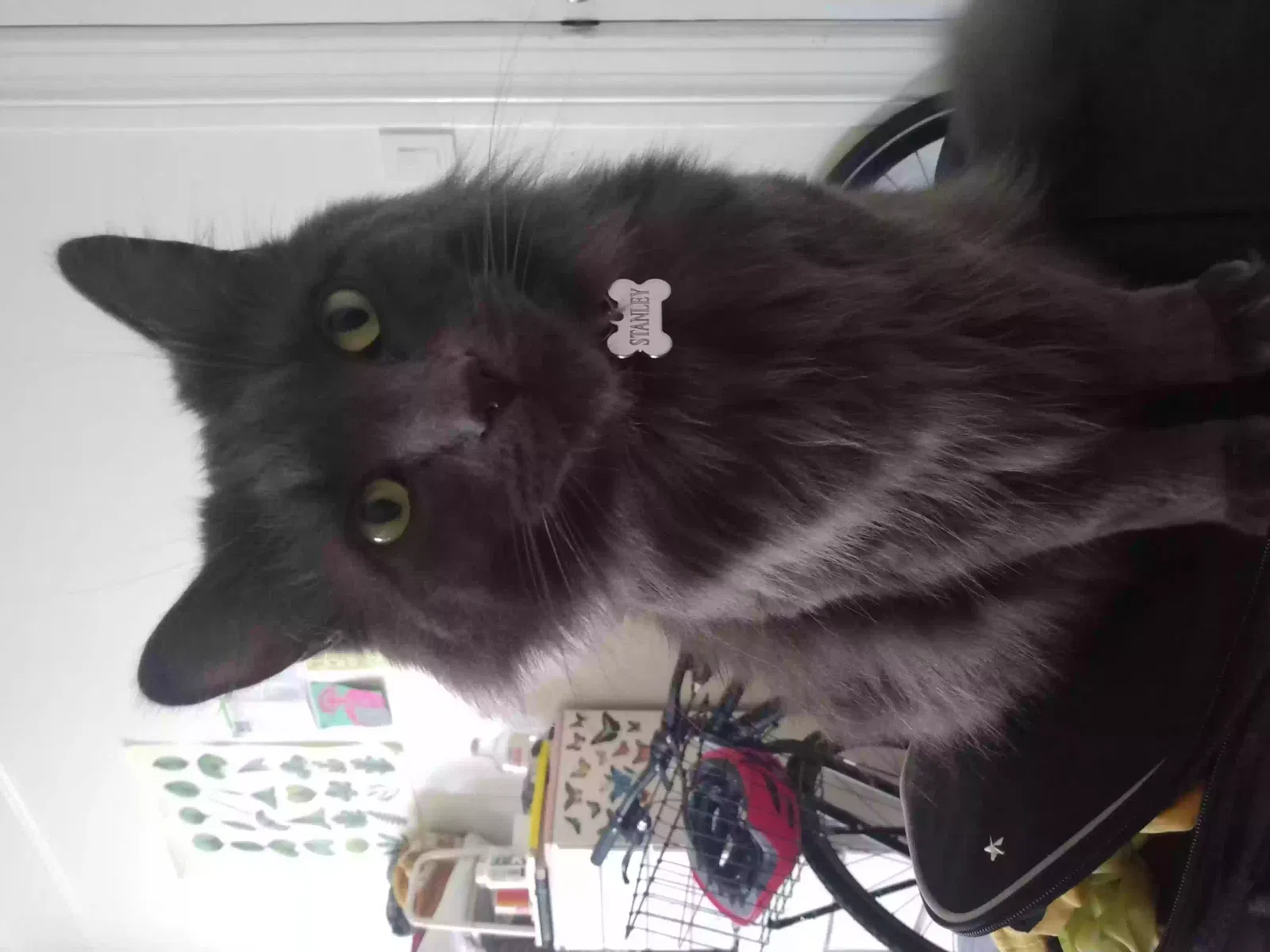 Lost cat in San Francisco, CA, 94110