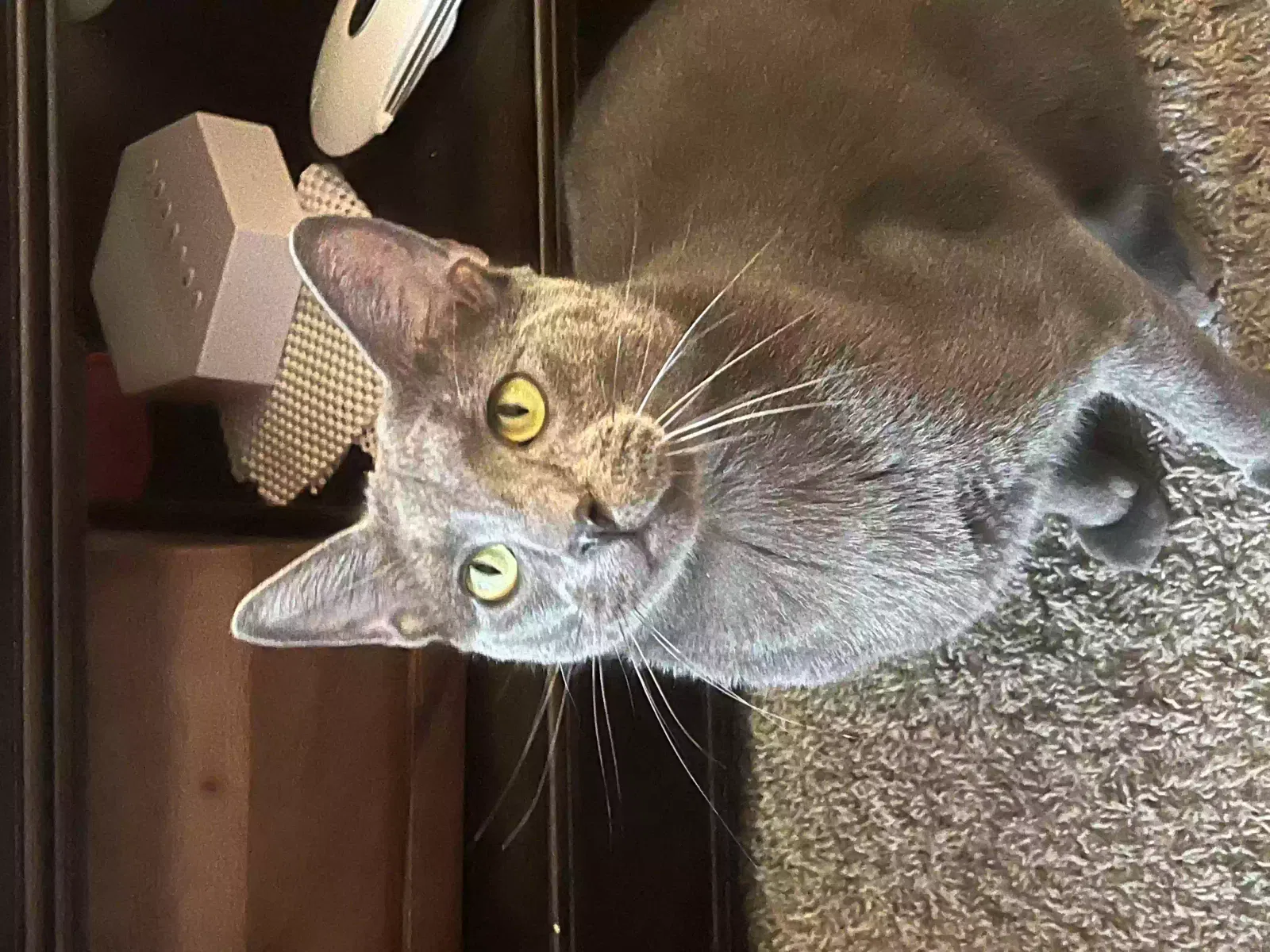 Lost cat in Austin, TX, 78748