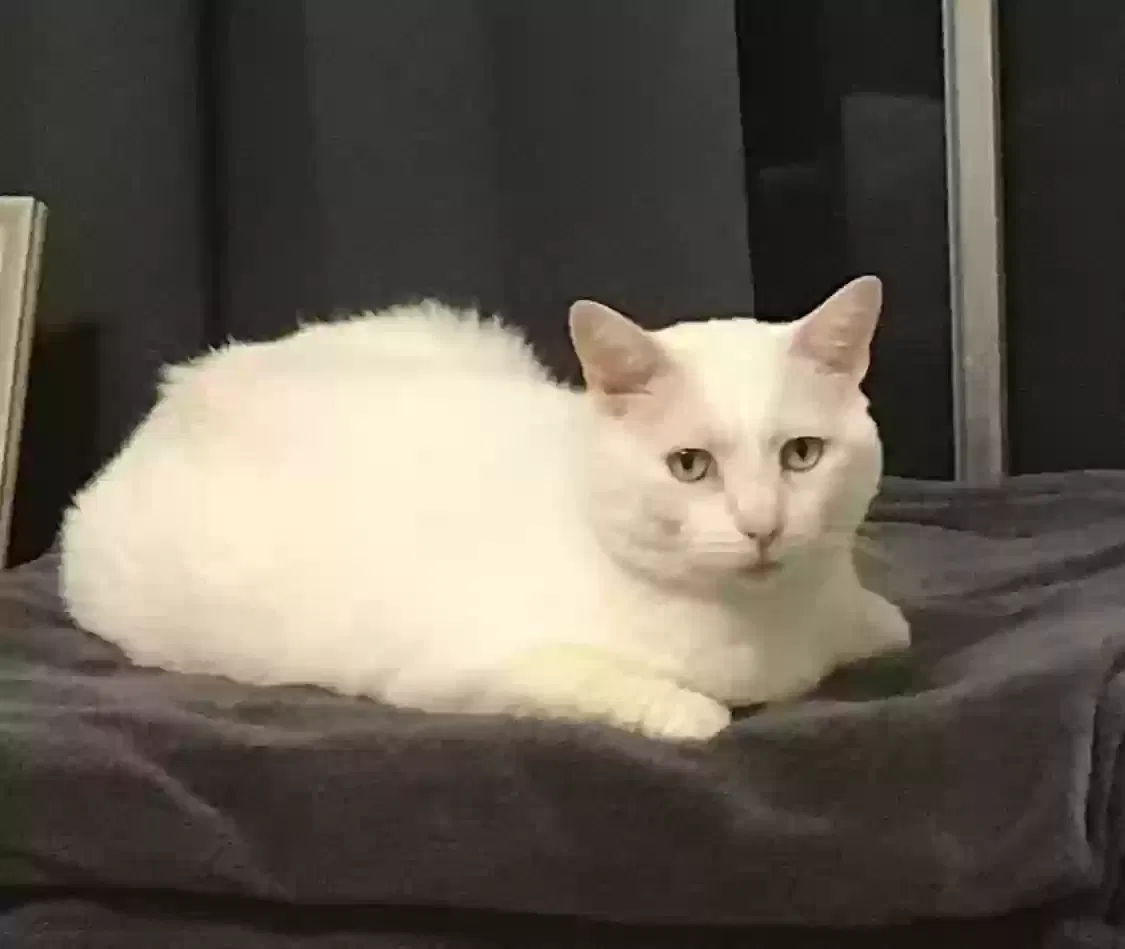 Lost cat in Long Beach, CA, 90807