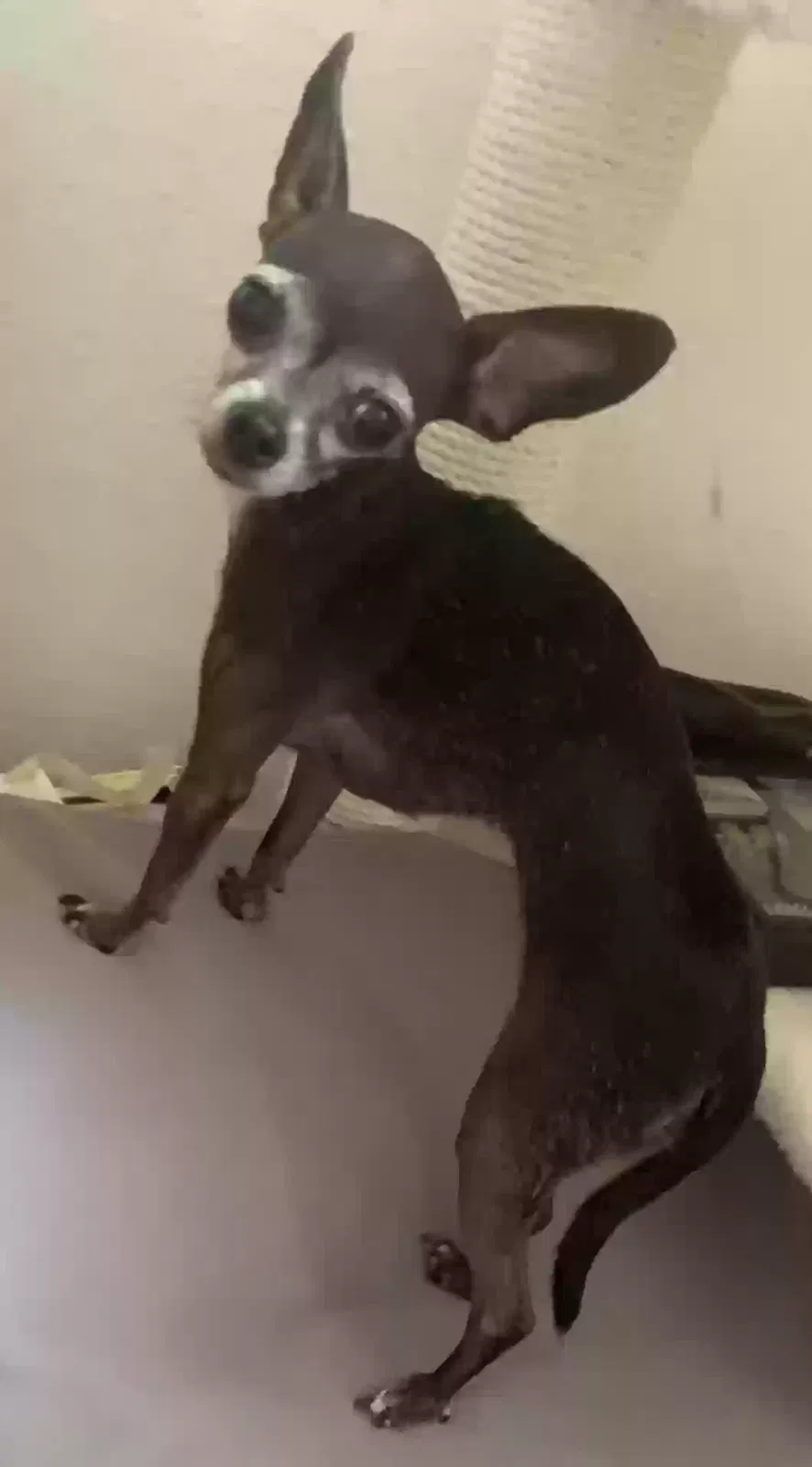 Lost dog in Milwaukee, WI, 53215