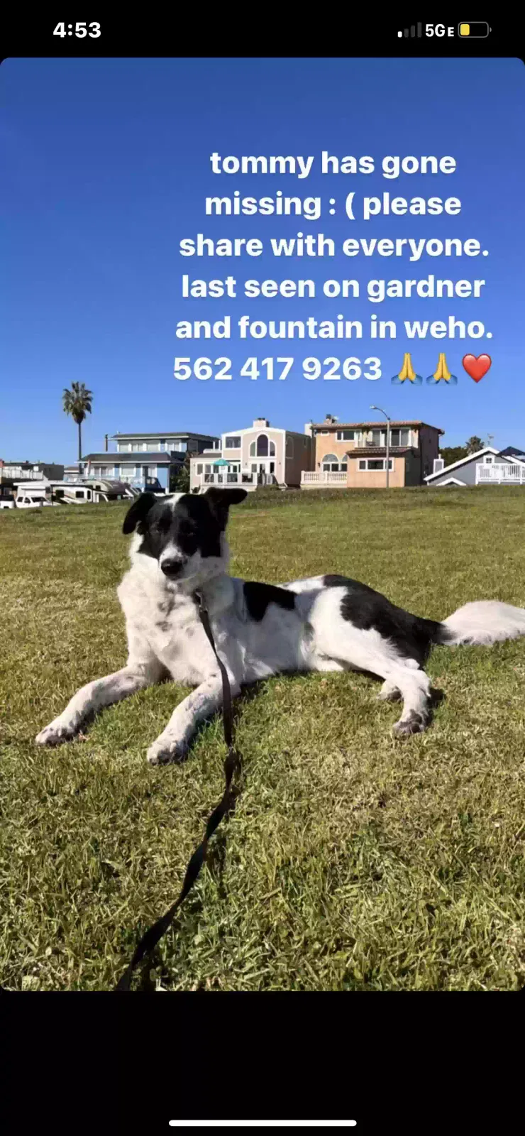 Lost dog in Los Angeles, CA, 90046