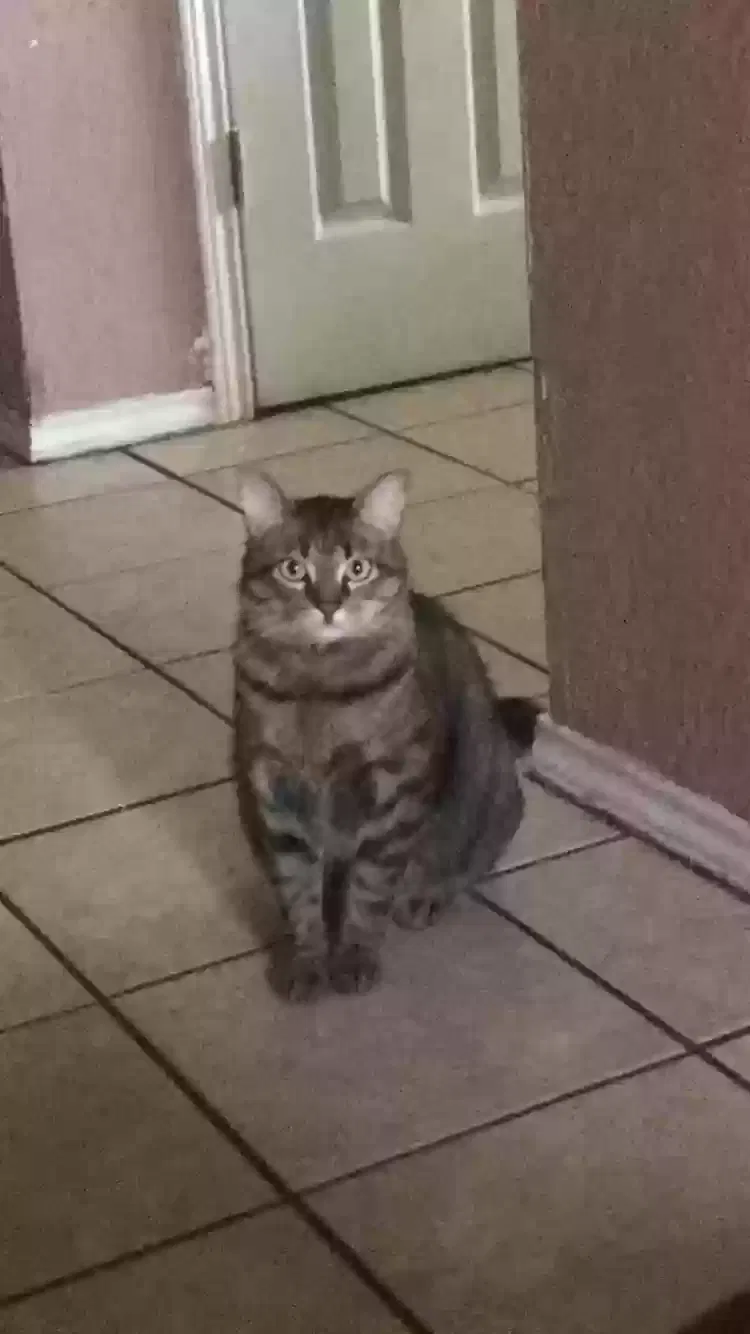 Lost cat in Pasadena, TX, 77503
