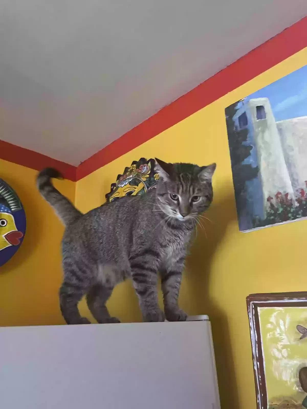 Lost cat in Tucson, AZ, 85719