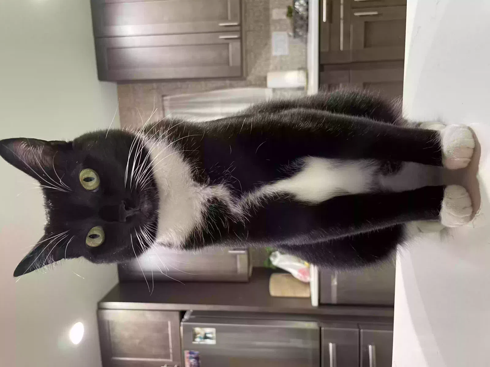 Lost cat in Round Rock, TX, 78664