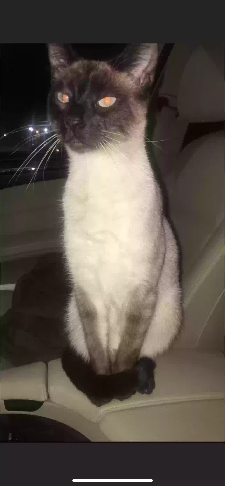 Lost cat in San Antonio, TX, 78252
