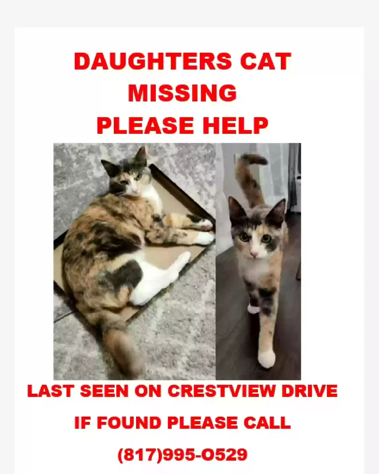 Lost cat in Kennedale, TX, 76060