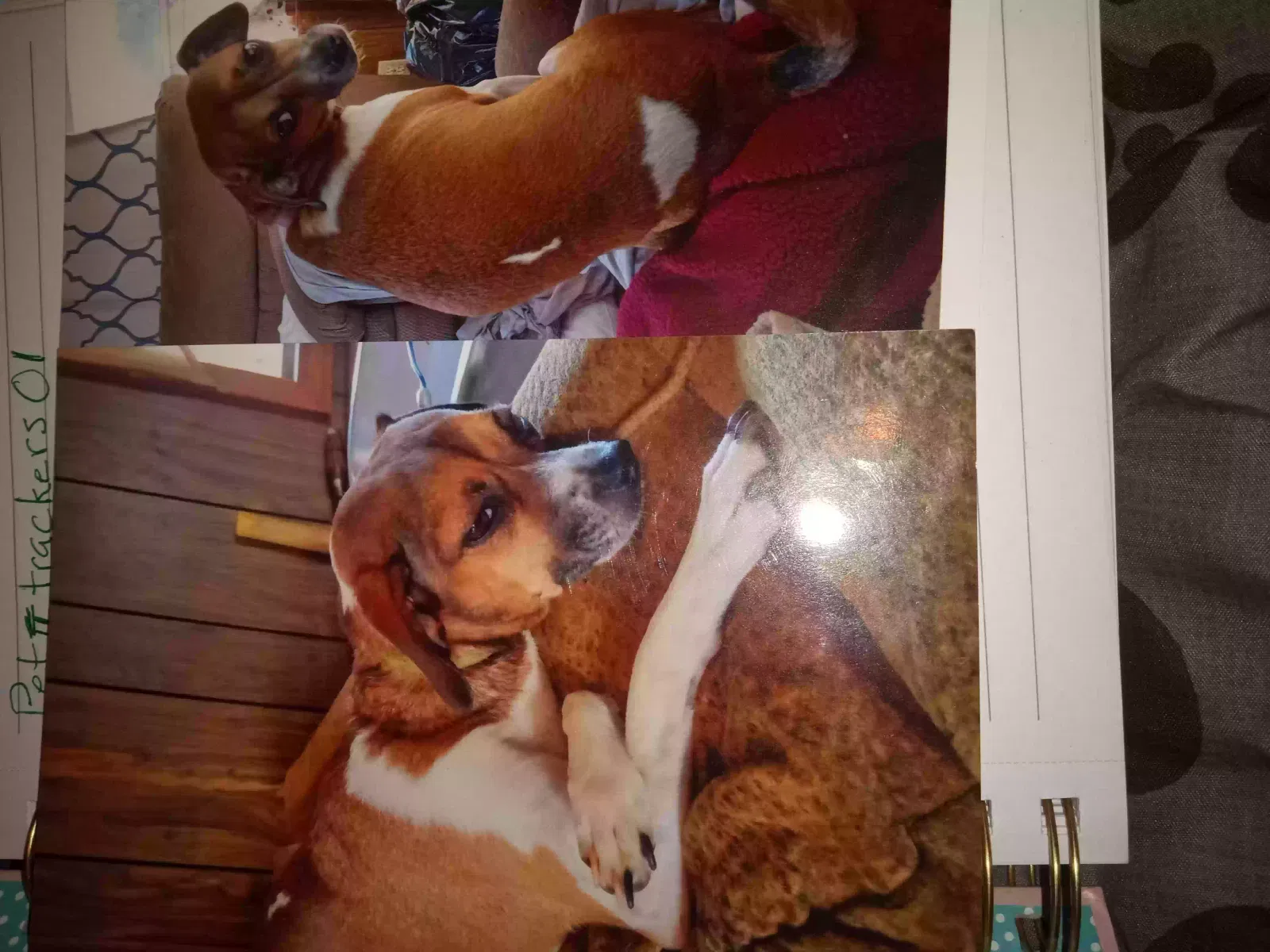 Lost dog in Emerson, GA, 30137