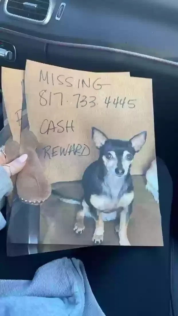 Lost dog in Mansfield, TX, 76063