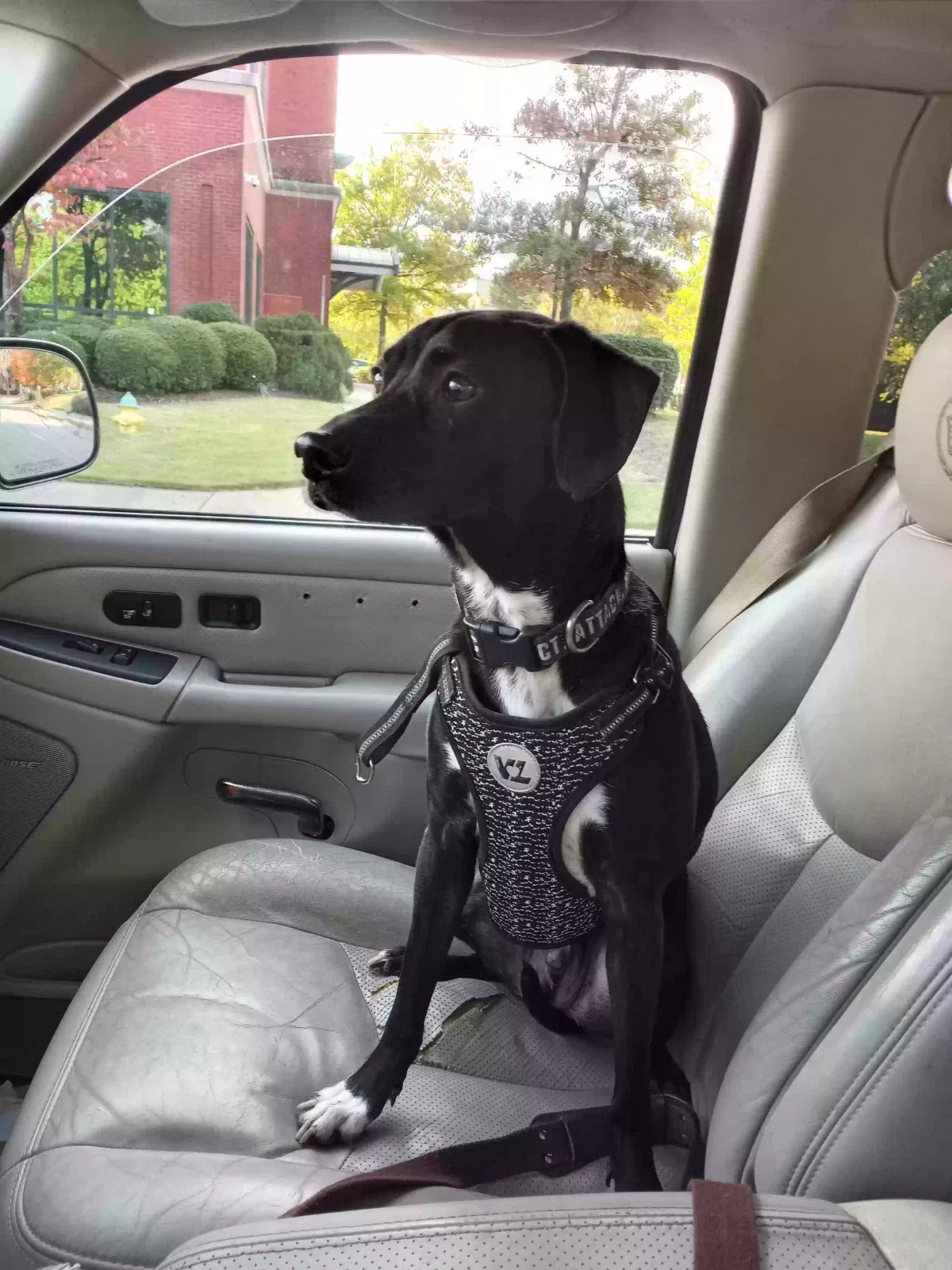 Lost dog in Huntsville, AL, 35811