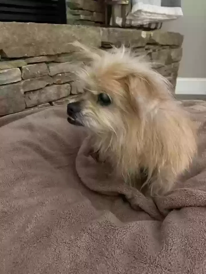 Lost dog in Crossville, TN, 38572