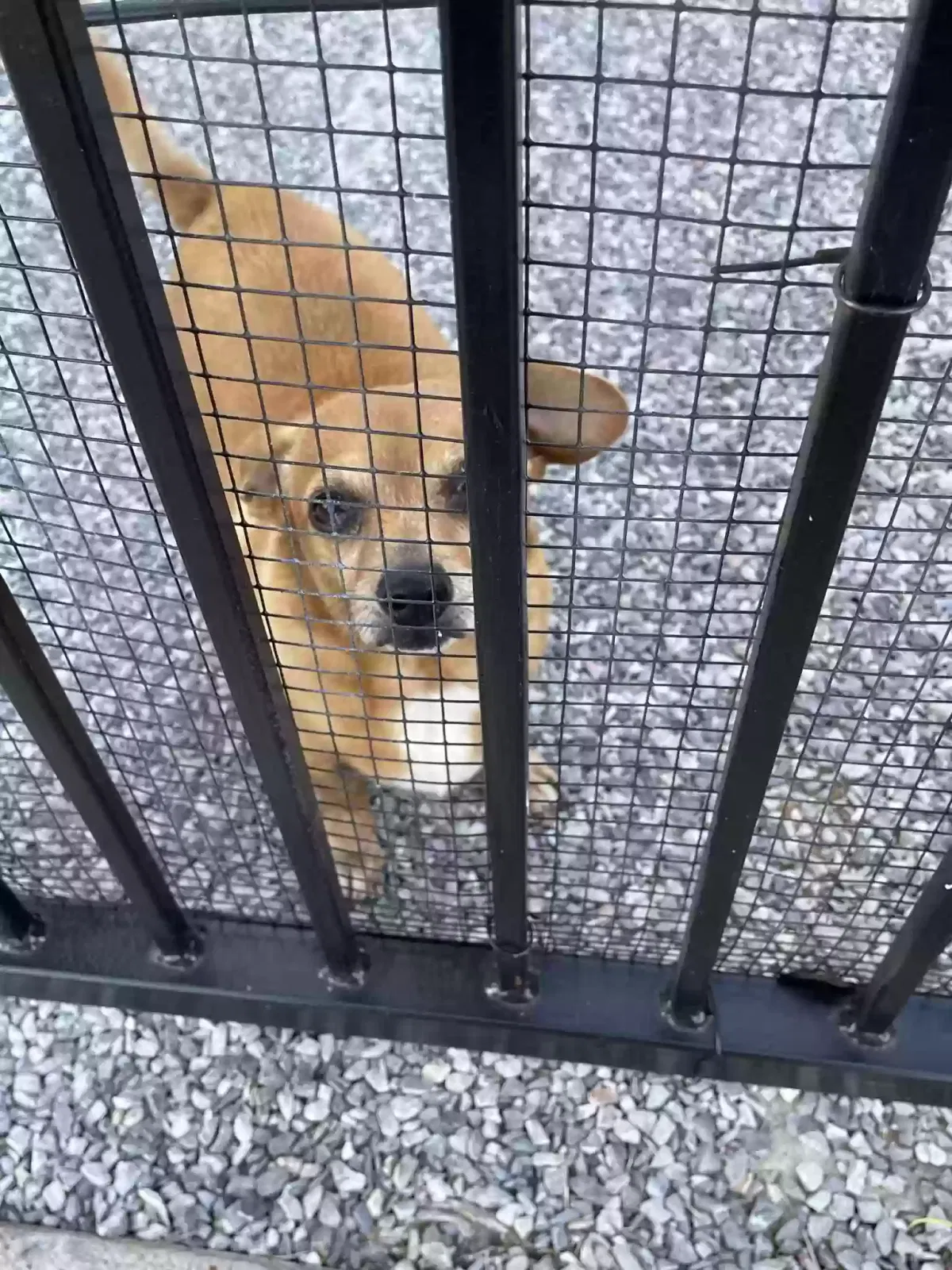 Lost dog in Oklahoma City, OK, 73112