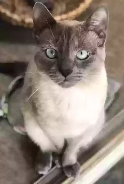 Lost cat in Houston, TX, 77058