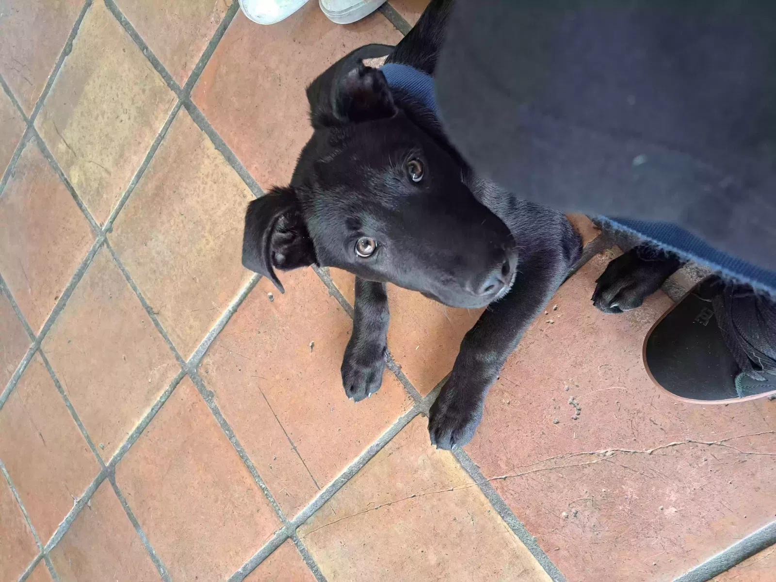 Found dog in Houston, TX, 77011