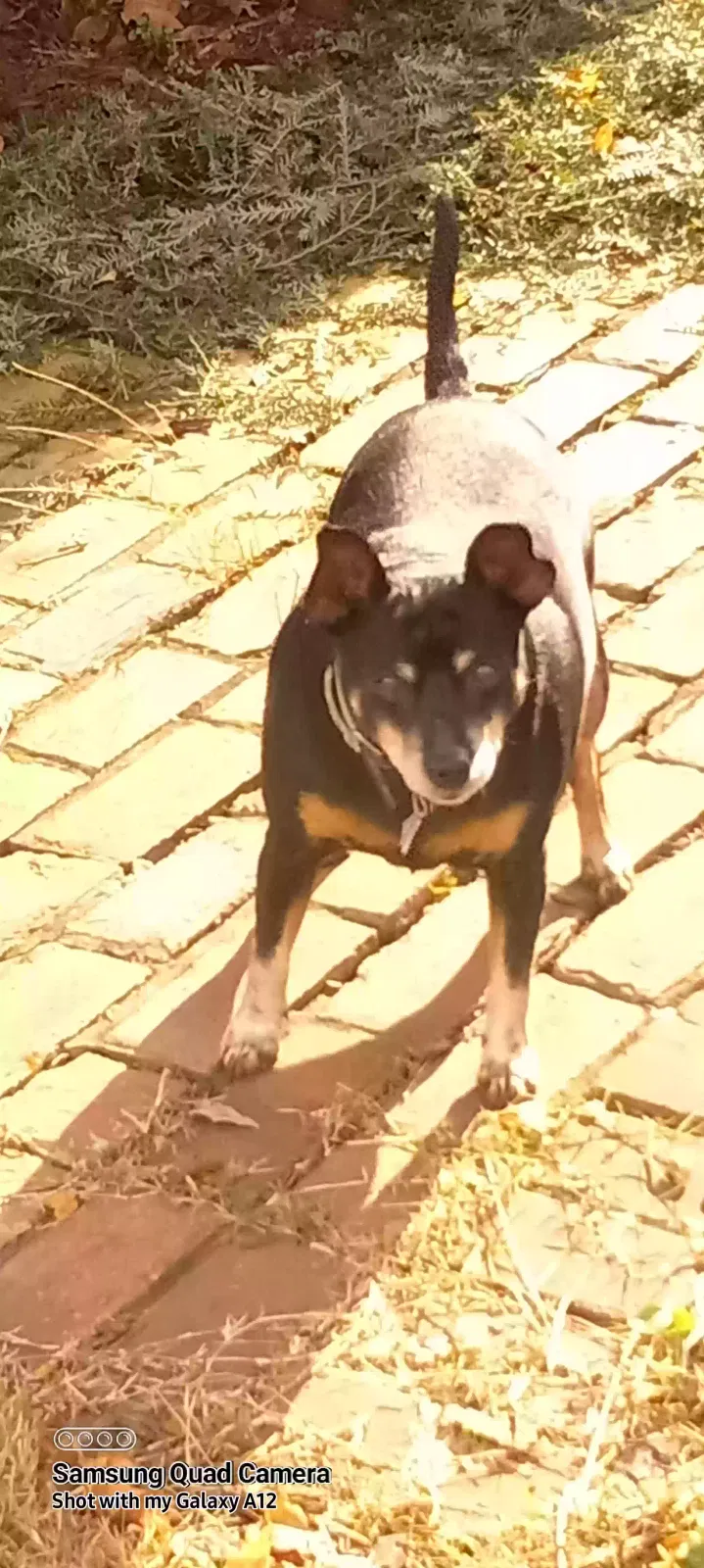 Lost dog in Clarksville, TN, 37040