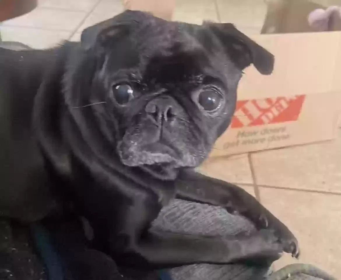 Lost dog in Kissimmee, FL, 34759
