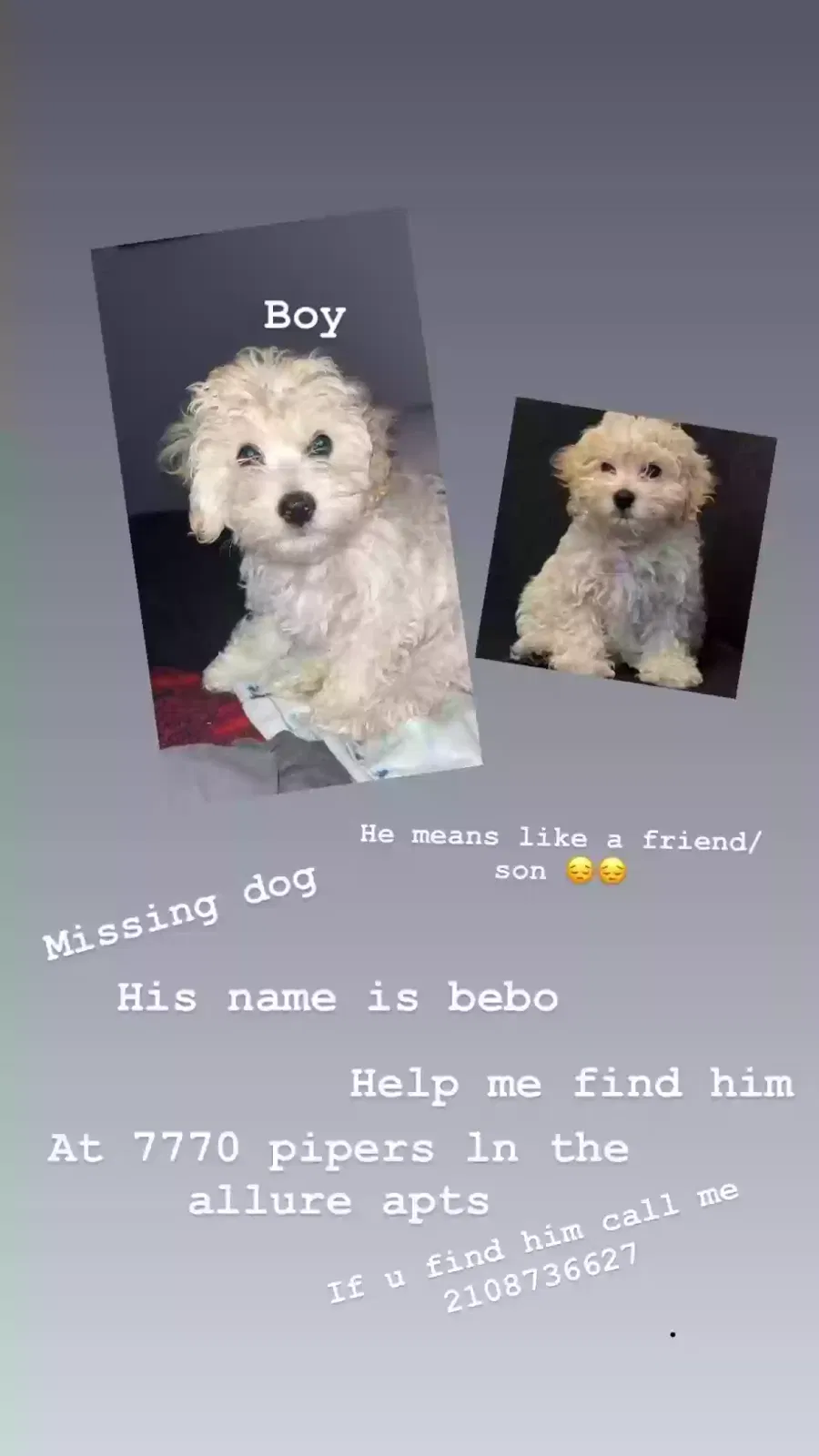 Lost dog in San Antonio, TX, 78251
