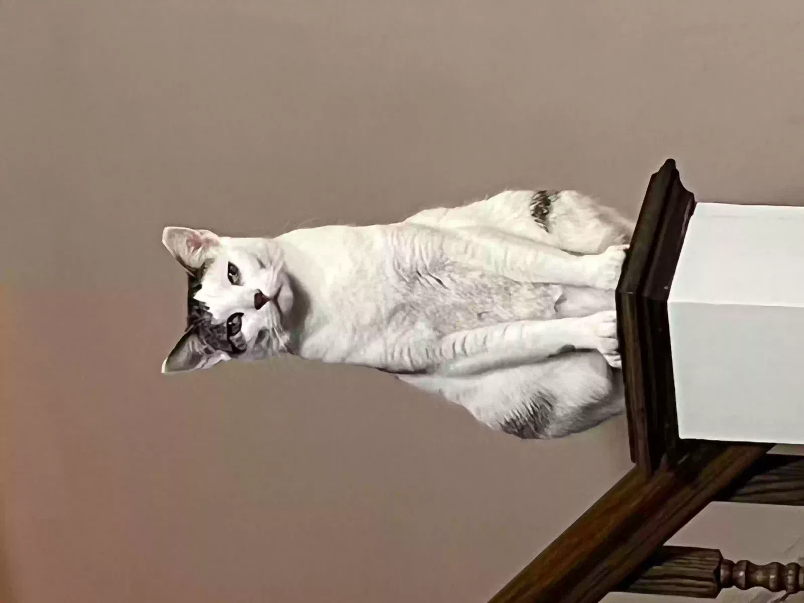 Lost cat in Philadelphia, PA, 19137