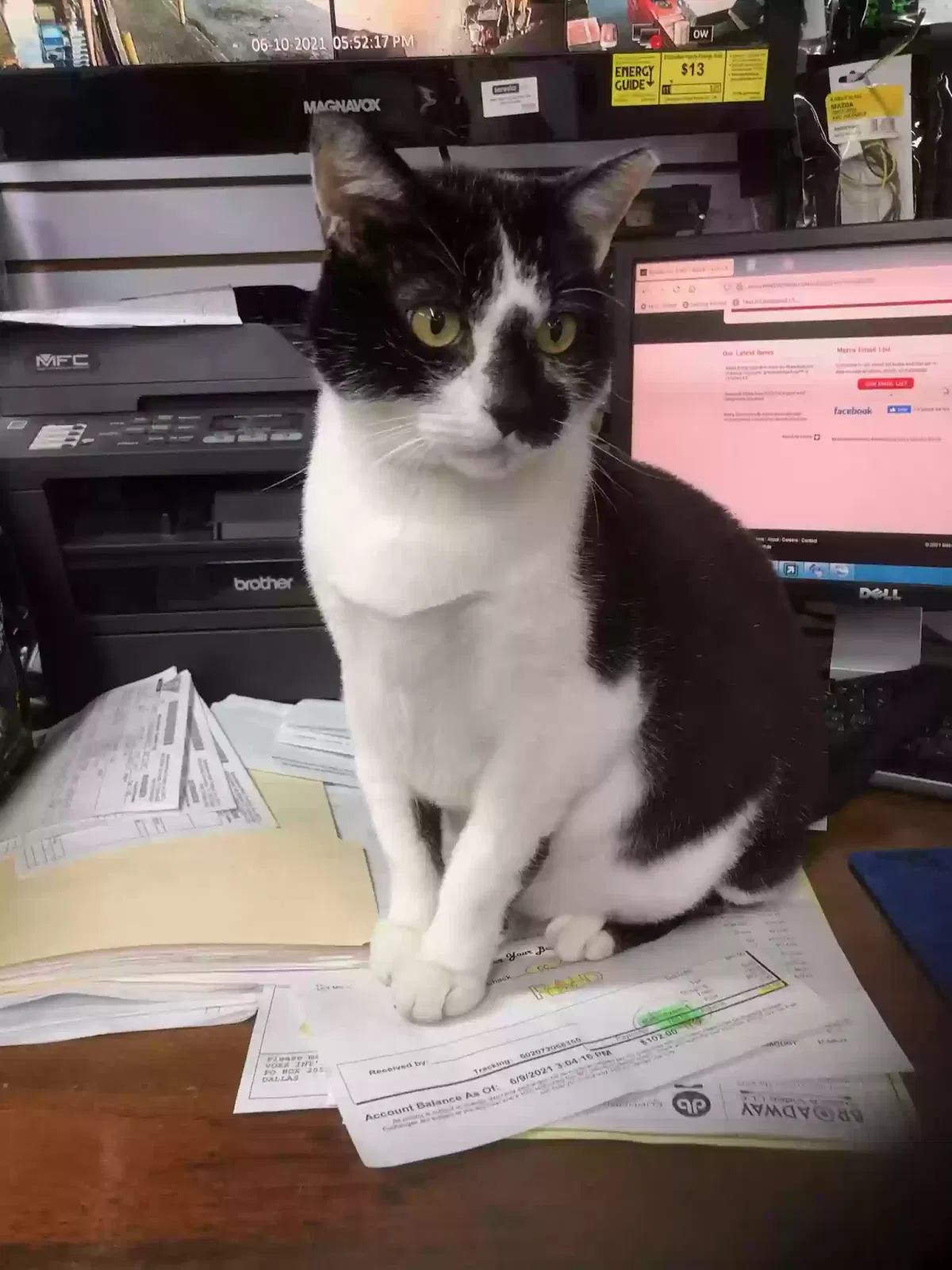 Lost cat in San Antonio, TX, 78257