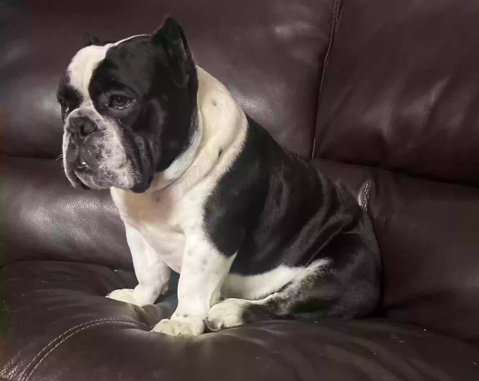 Lost dog in Houston, TX, 77044