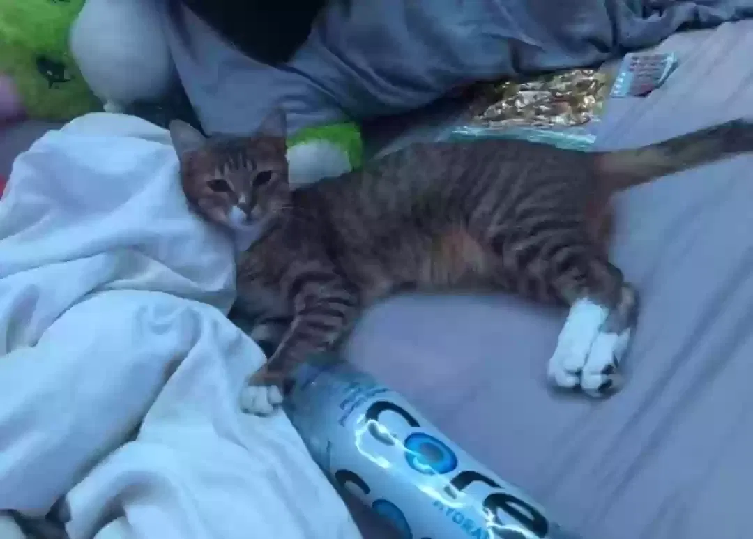 Lost cat in Oceanside, CA, 92056
