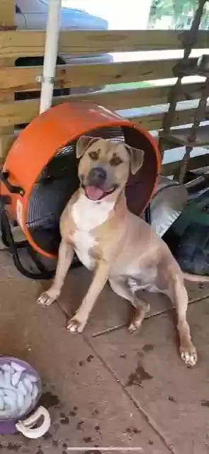 Lost dog in Murfreesboro, TN, 37130