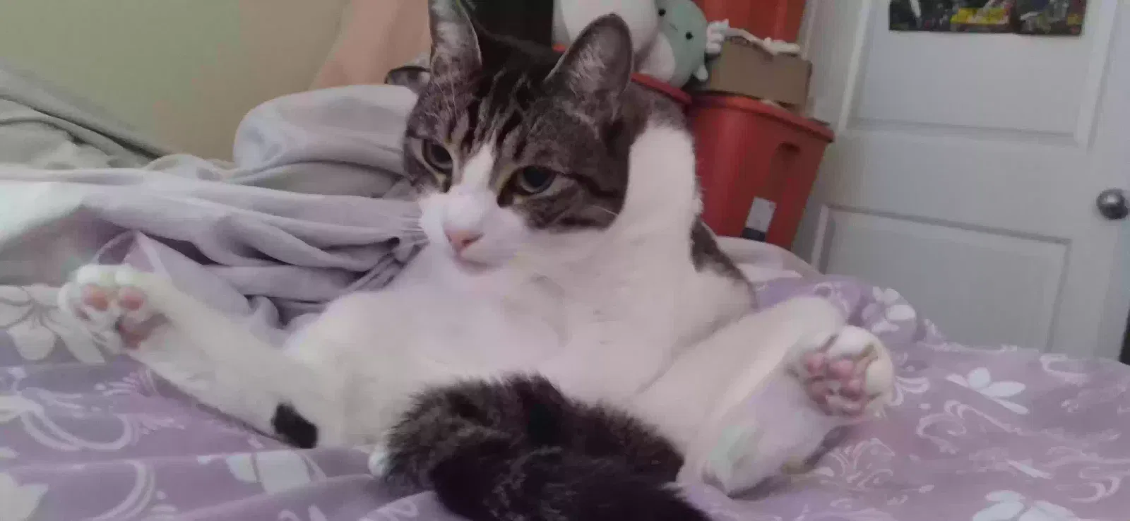 Lost cat in Goodyear, AZ, 85338