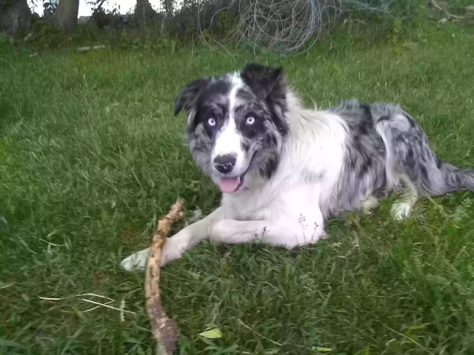Lost dog in Montello, WI, 53949