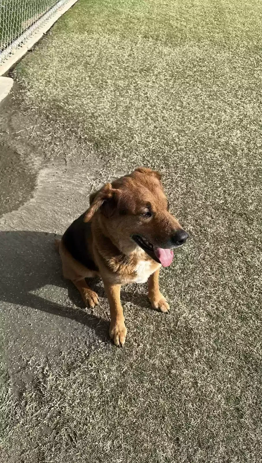 Lost dog in West Covina, CA, 91792