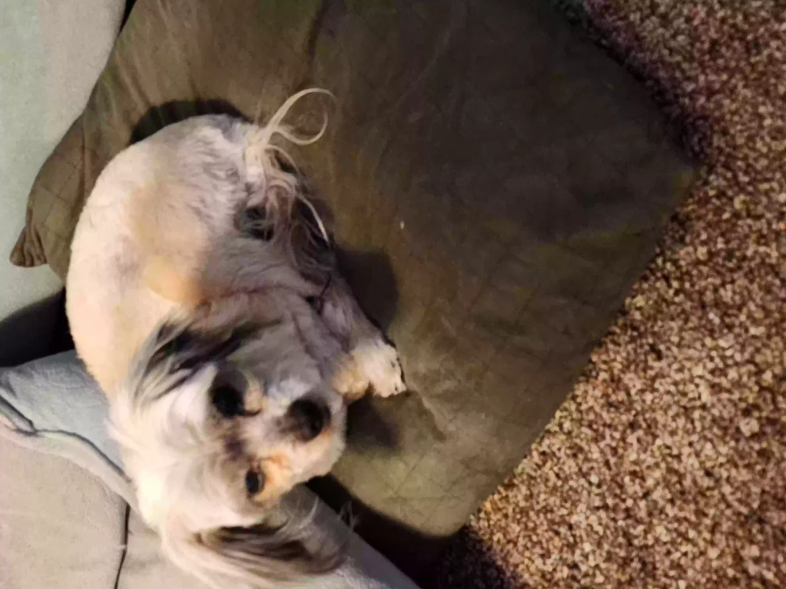Lost dog in Hesperia, CA, 92344