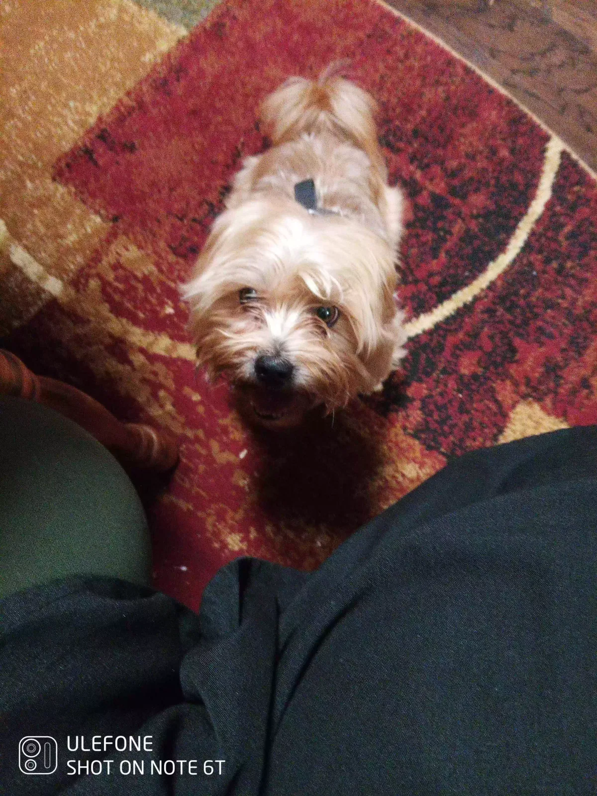 Lost dog in Valley, AL, 36854