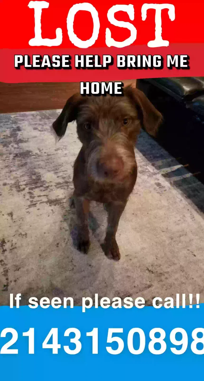 Lost dog in Mesquite, TX, 75150