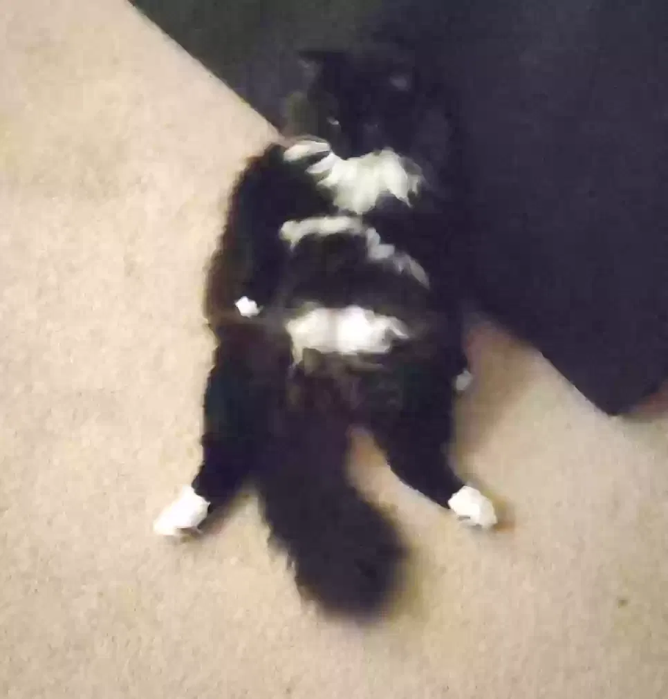 Lost cat in Atlanta, GA, 30318