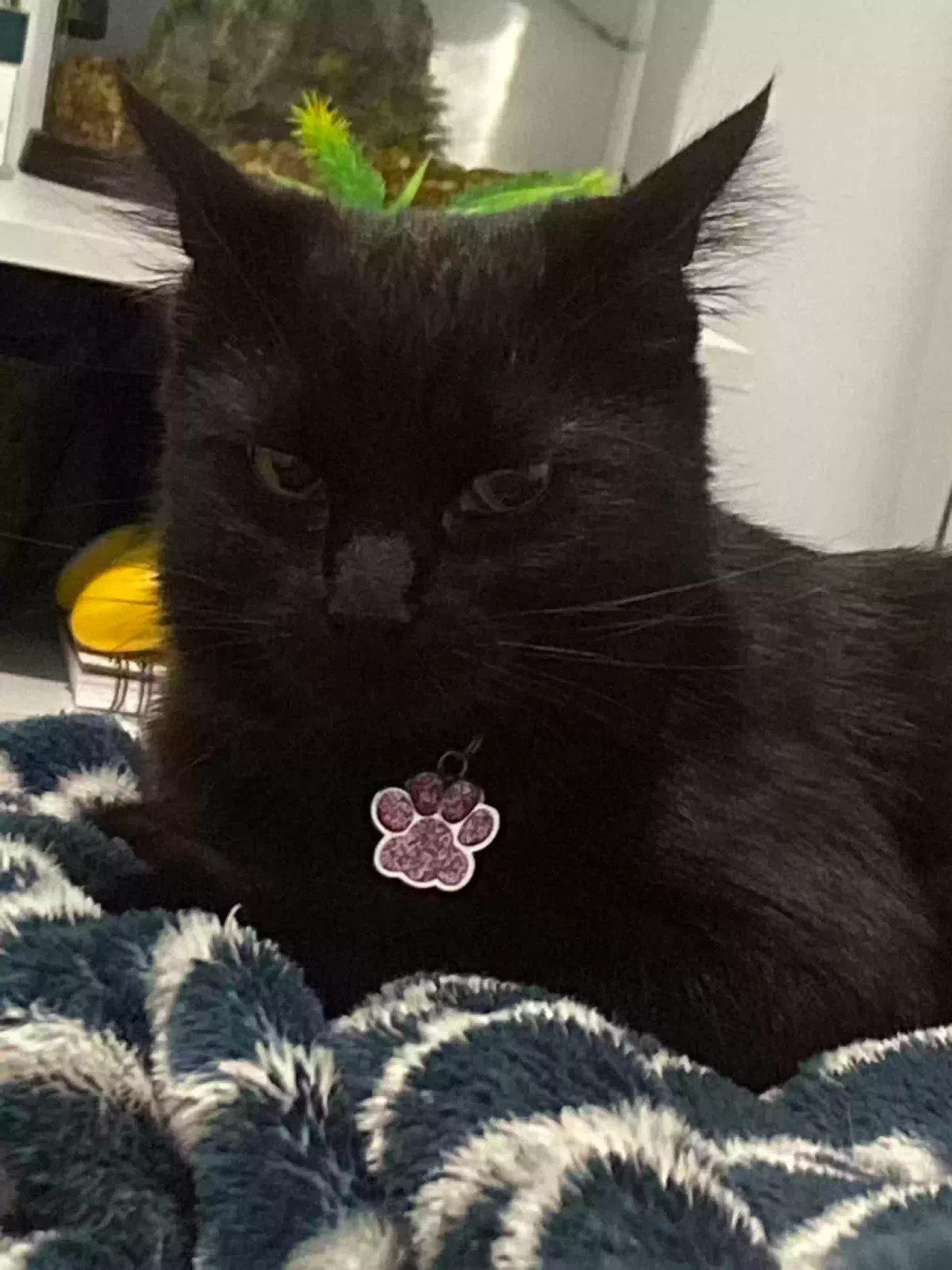 Lost cat in Somerset, NJ, 8873
