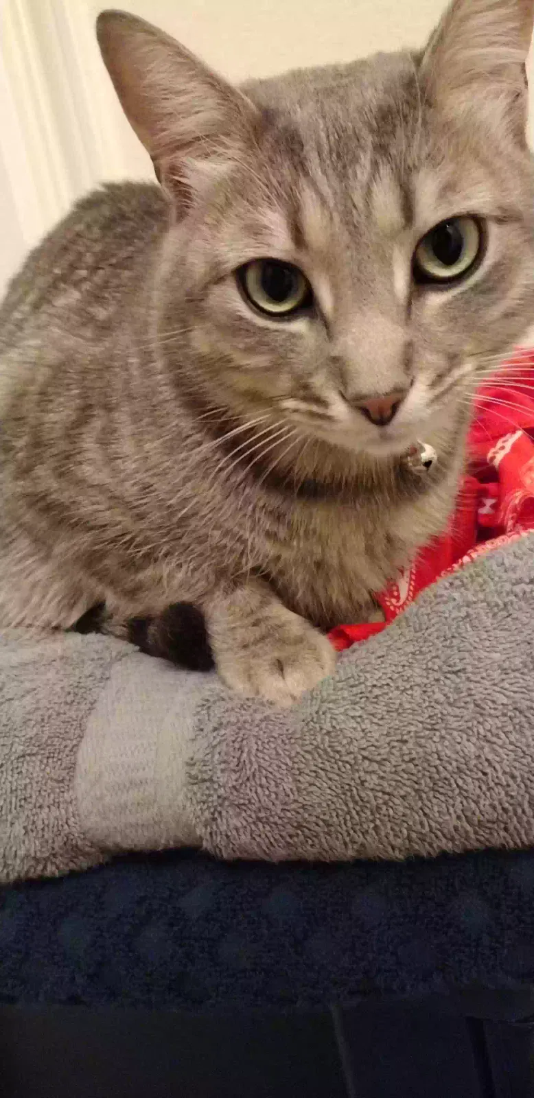Lost cat in Milwaukee, WI, 53223