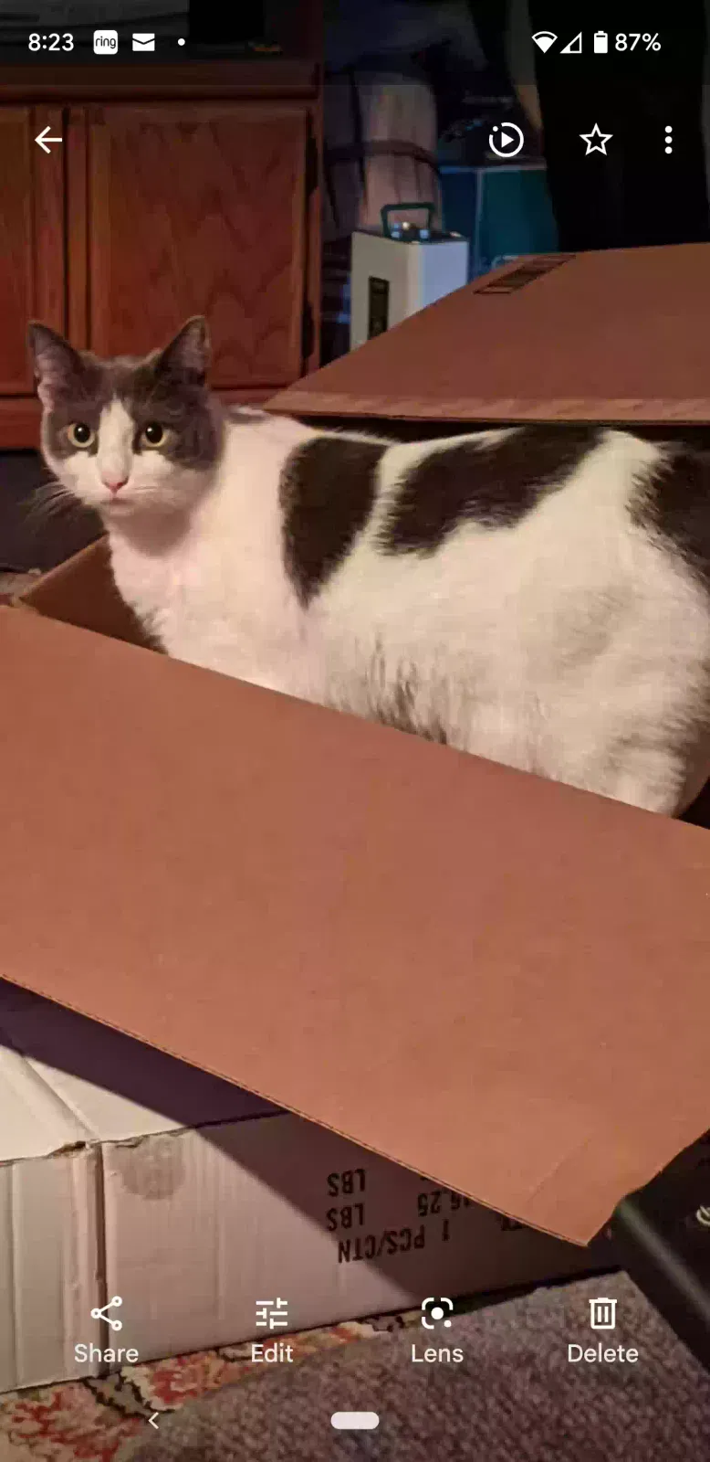Lost cat in Sammamish, WA, 98075