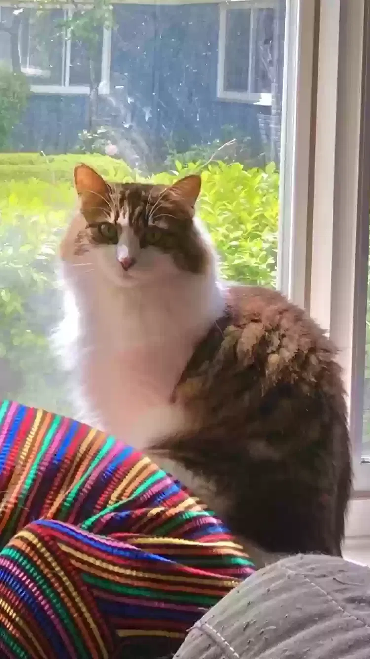 Lost cat in Portland, OR, 97203