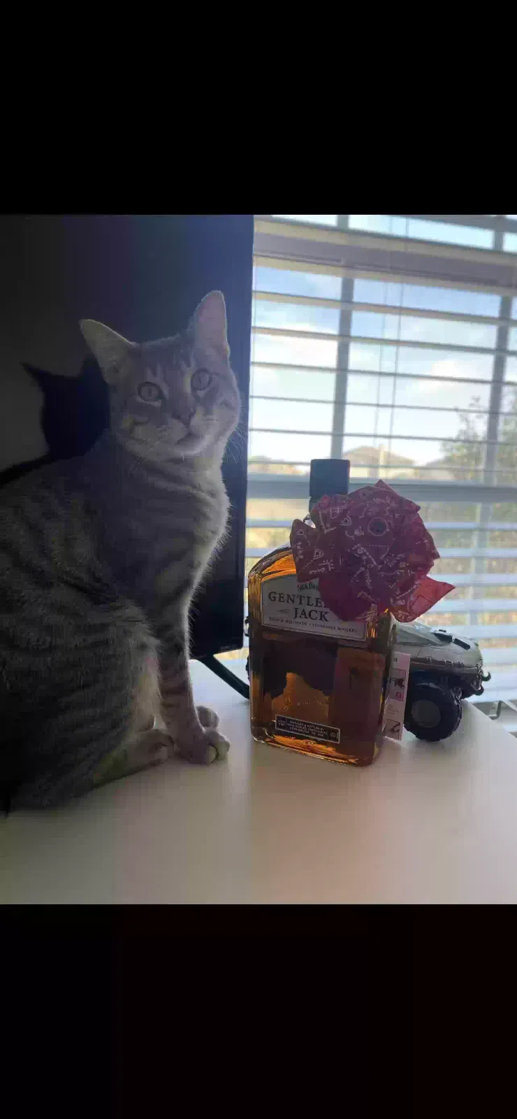 Lost cat in Killeen, TX, 76549