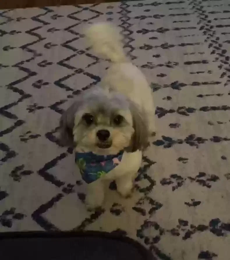 Lost dog in Grand Prairie, TX, 75052