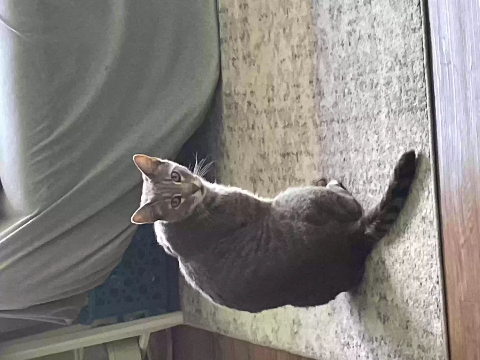 Lost cat in Escondido, CA, 92029