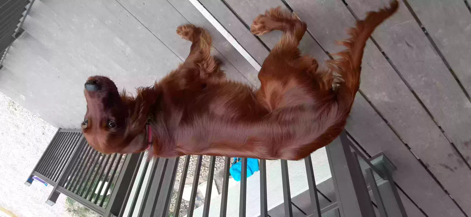 Lost dog in Bangor, WI, 54614