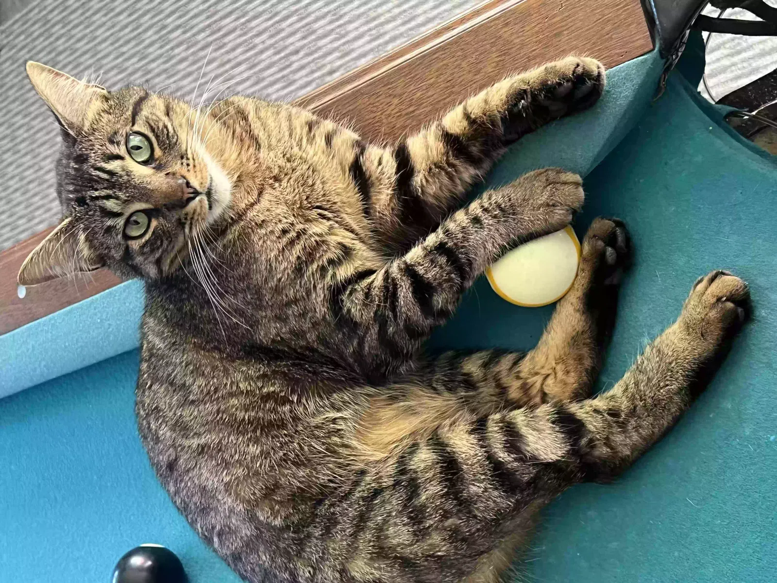 Lost cat in Monroe, WA, 98272